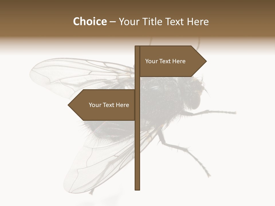 Creepy Animal Background PowerPoint Template