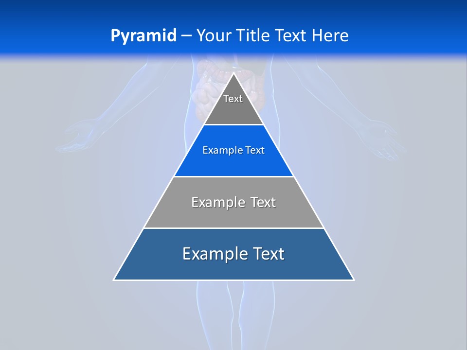 Male Biology Medical PowerPoint Template