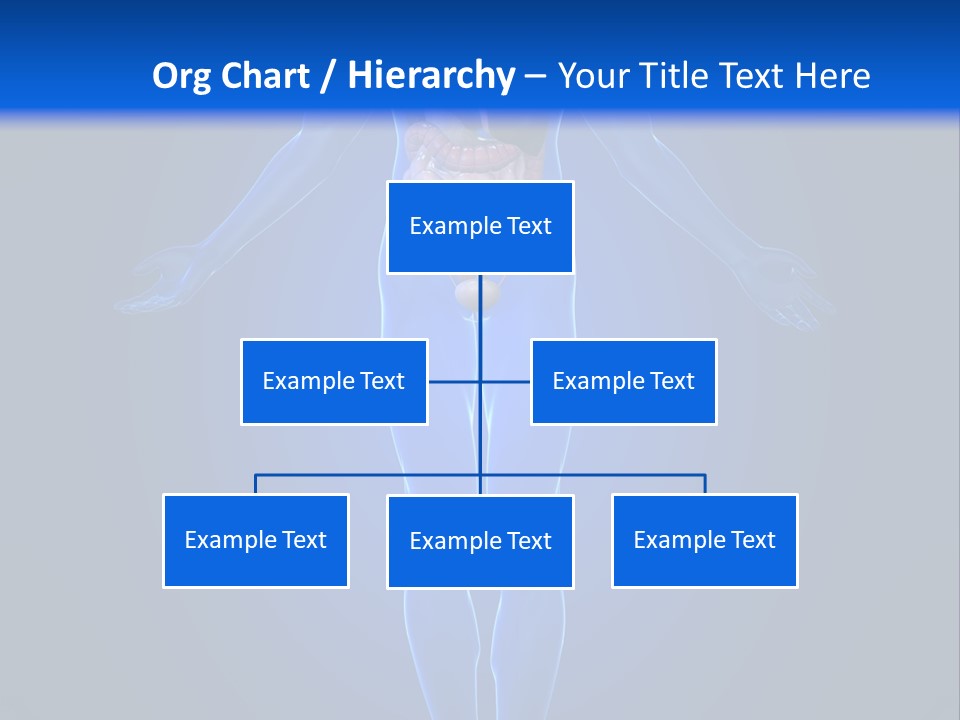 Male Biology Medical PowerPoint Template