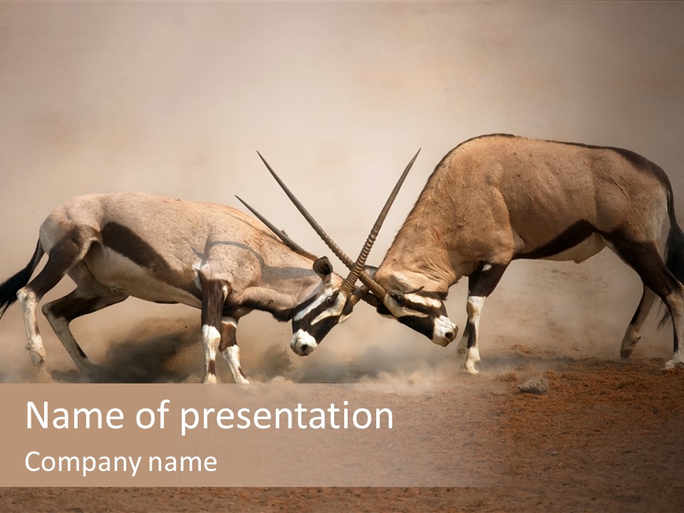 Gazella Antelope Movement PowerPoint Template