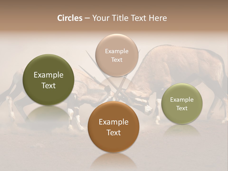 Gazella Antelope Movement PowerPoint Template