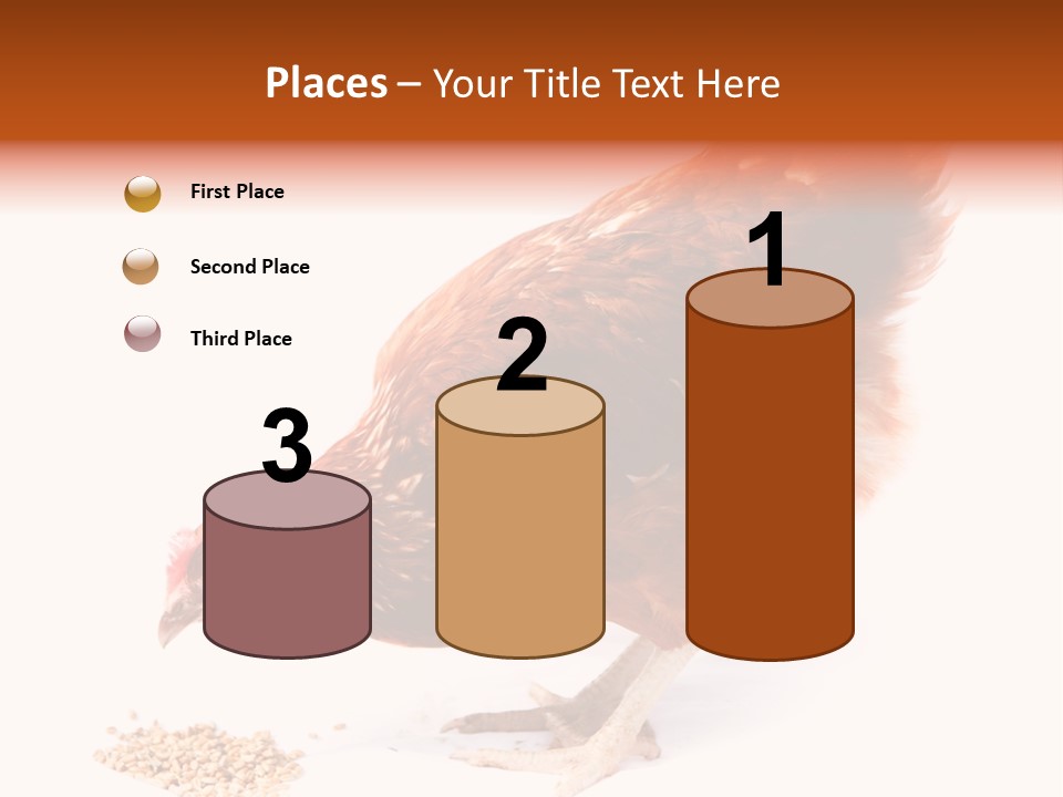 Hen One Isolated PowerPoint Template