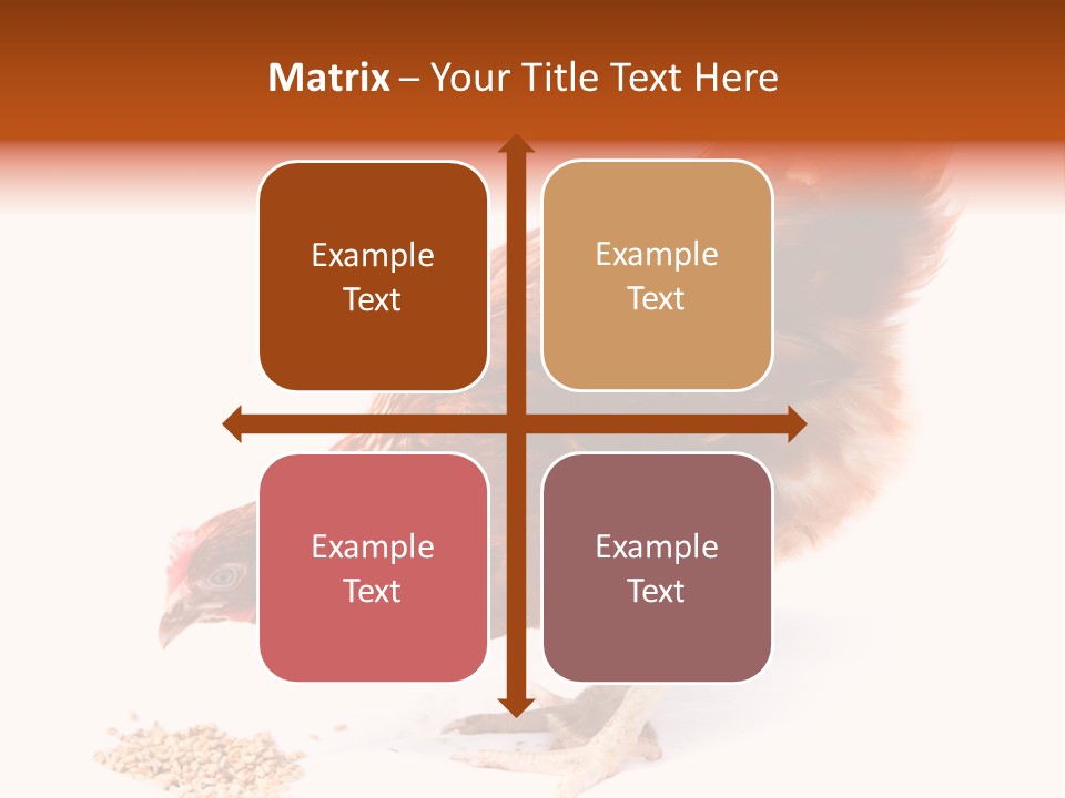 Hen One Isolated PowerPoint Template