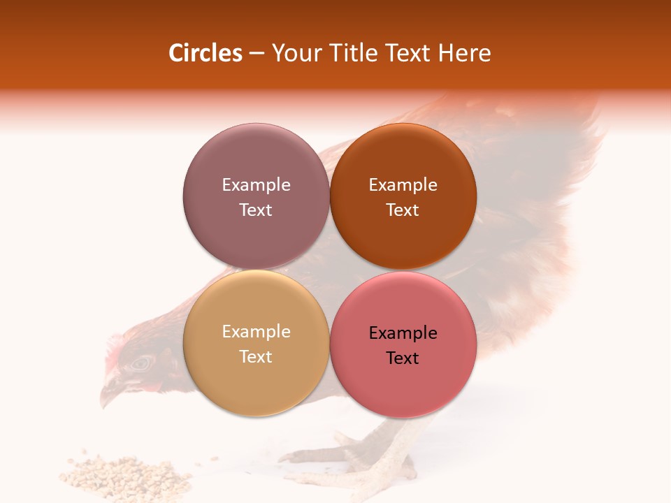 Hen One Isolated PowerPoint Template