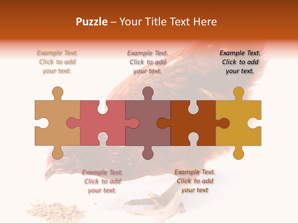 Hen One Isolated PowerPoint Template