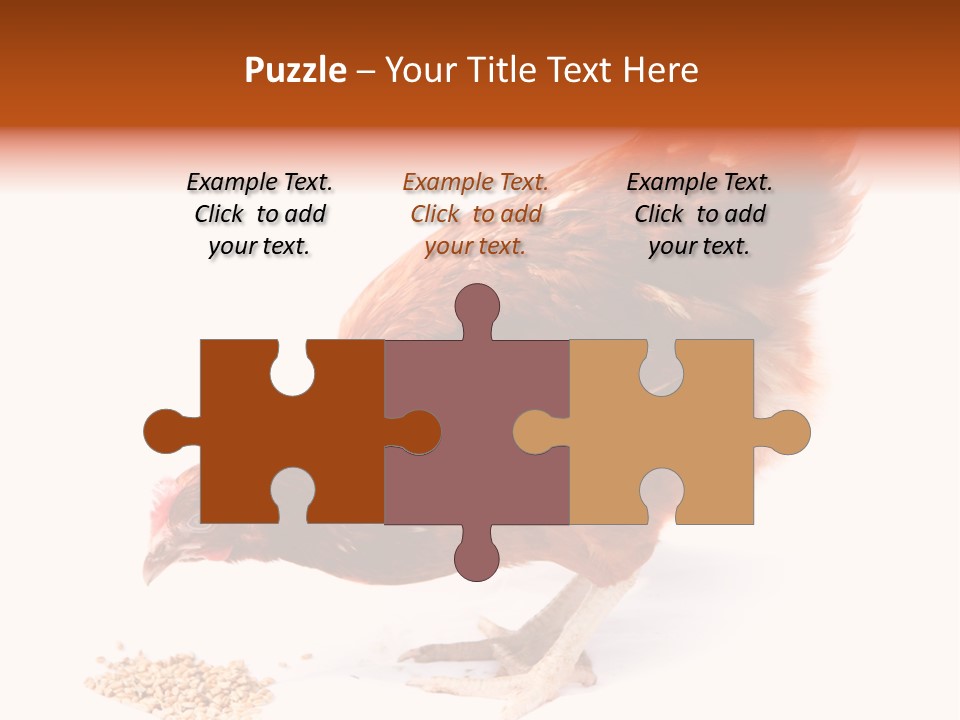 Hen One Isolated PowerPoint Template