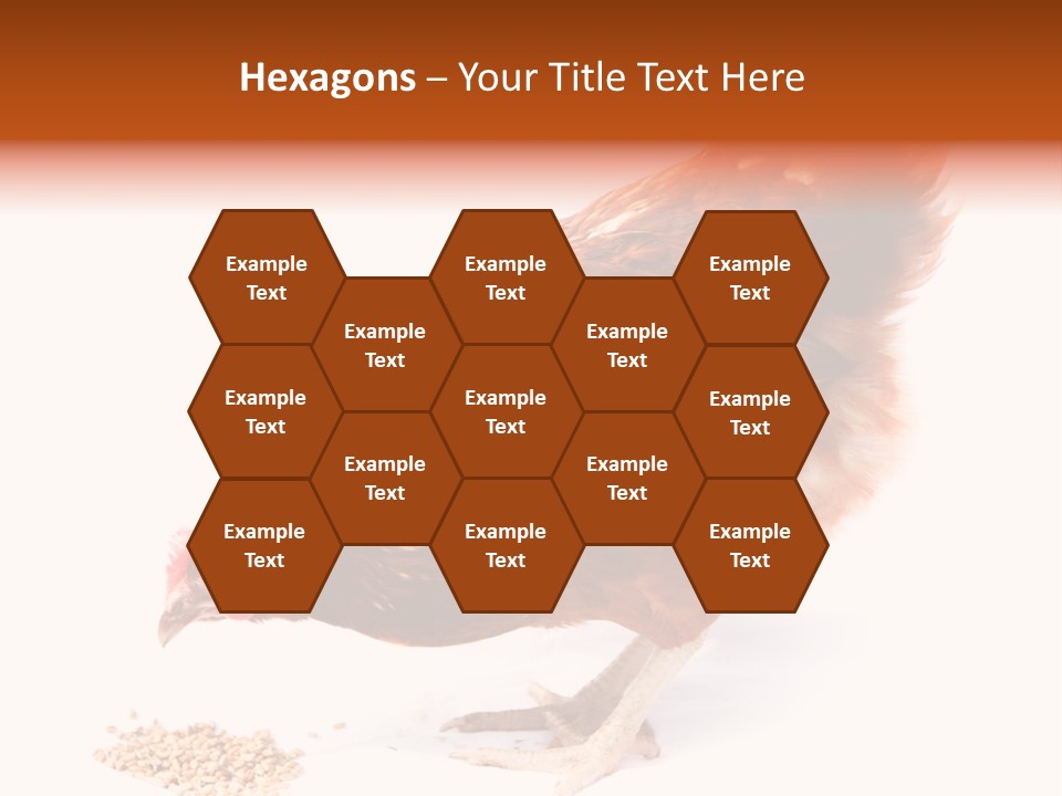 Hen One Isolated PowerPoint Template