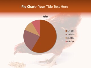 Hen One Isolated PowerPoint Template