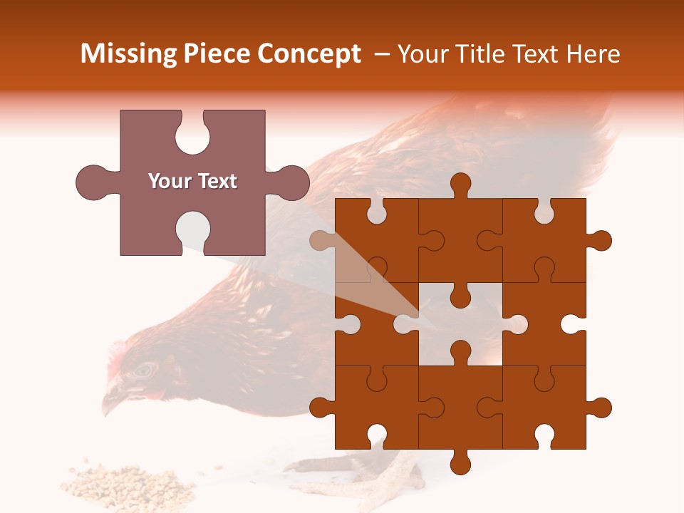 Hen One Isolated PowerPoint Template