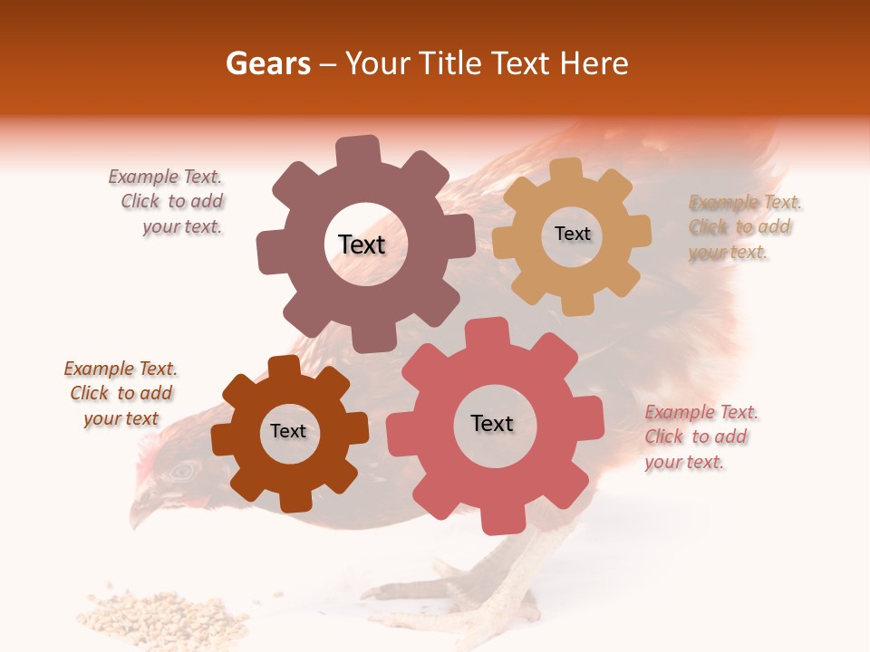 Hen One Isolated PowerPoint Template