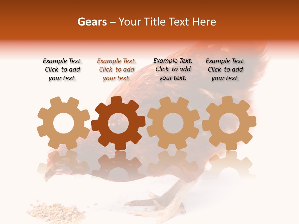 Hen One Isolated PowerPoint Template