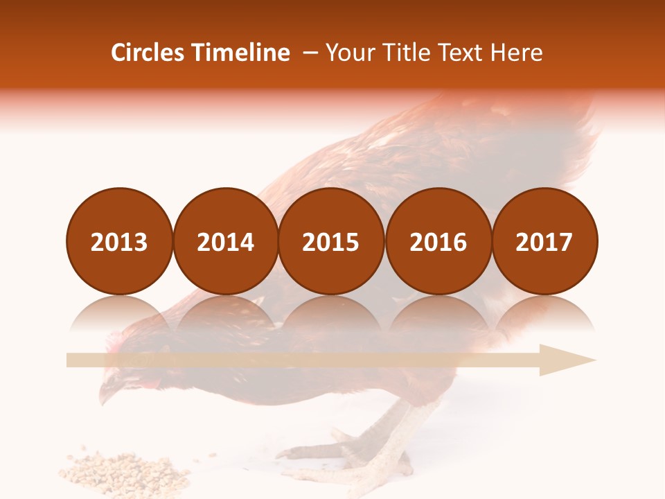 Hen One Isolated PowerPoint Template