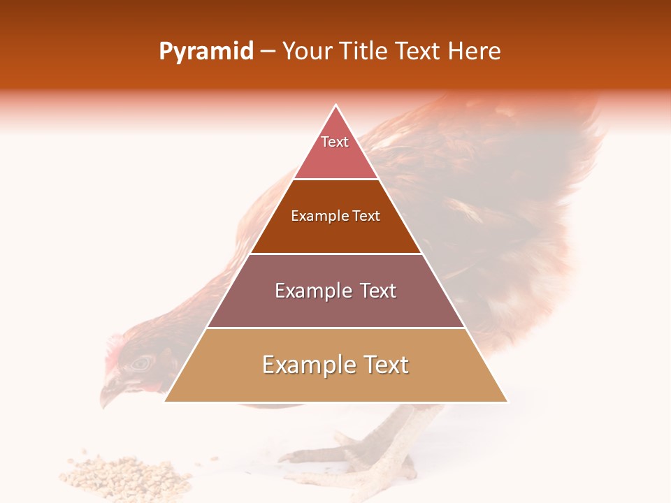 Hen One Isolated PowerPoint Template