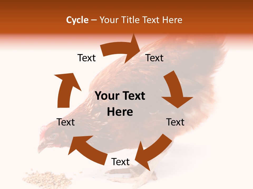 Hen One Isolated PowerPoint Template