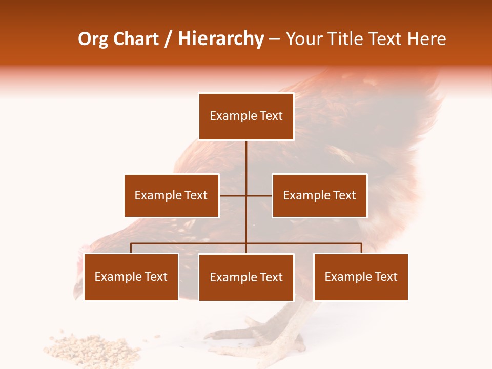 Hen One Isolated PowerPoint Template