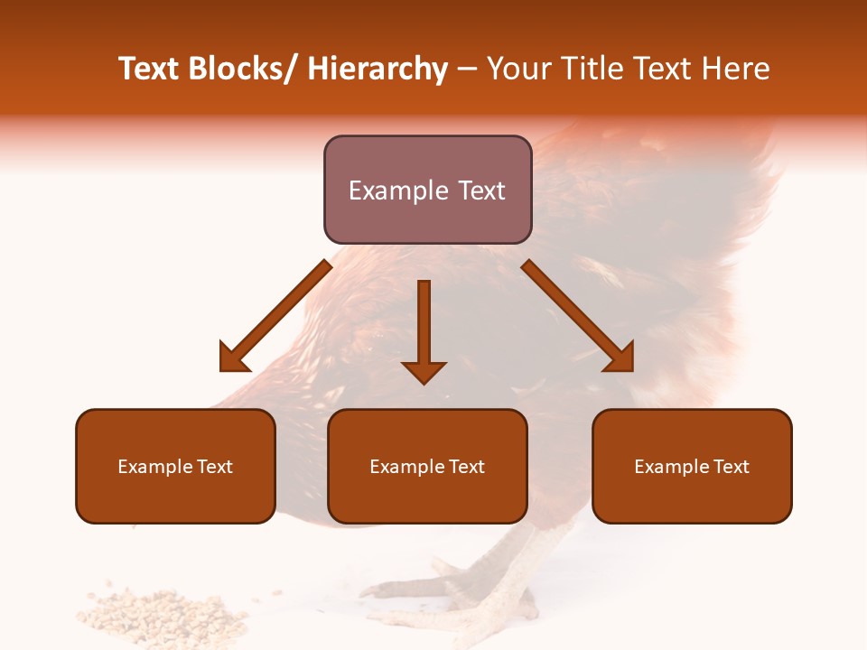 Hen One Isolated PowerPoint Template