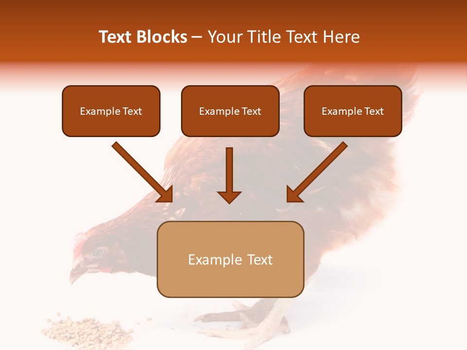 Hen One Isolated PowerPoint Template