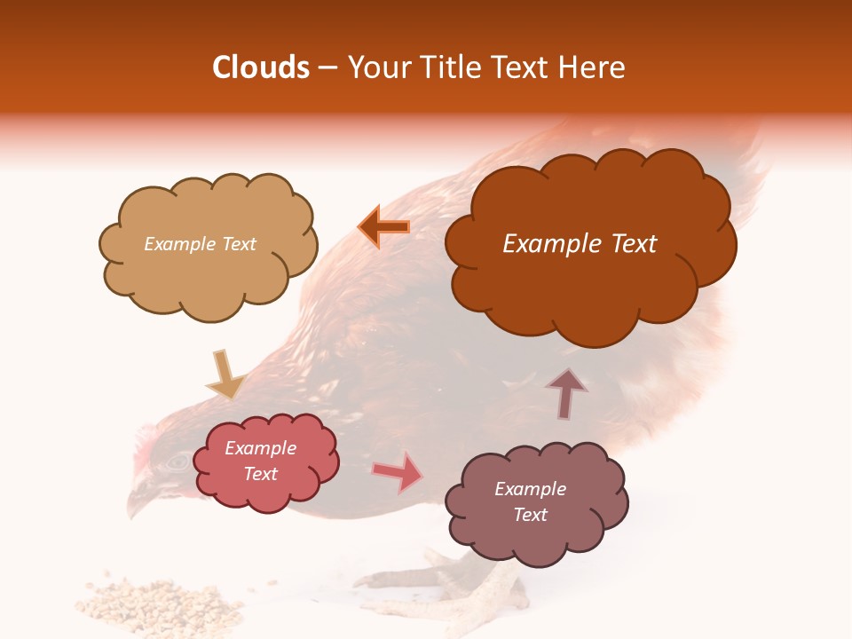 Hen One Isolated PowerPoint Template