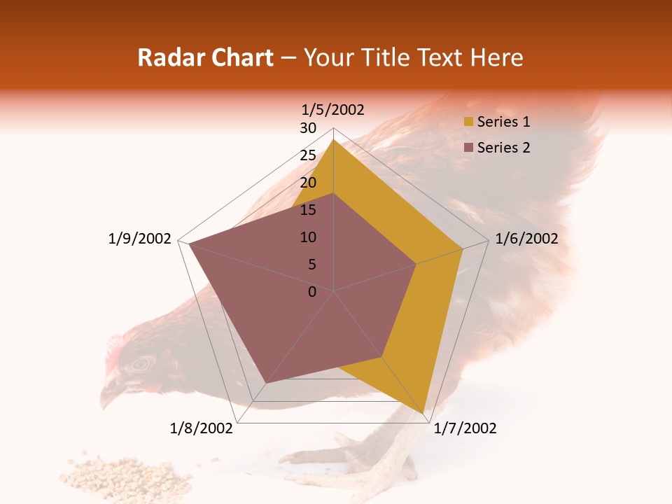 Hen One Isolated PowerPoint Template