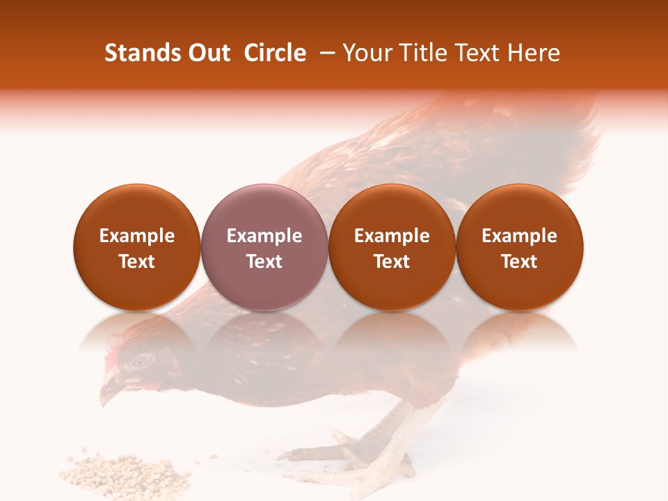 Hen One Isolated PowerPoint Template