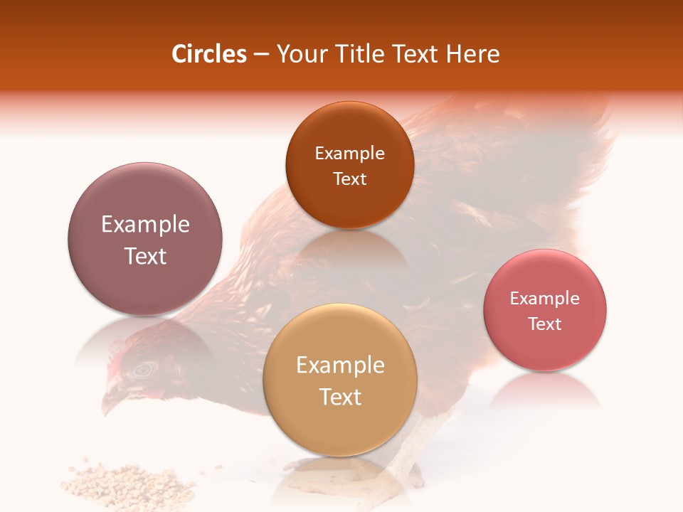 Hen One Isolated PowerPoint Template