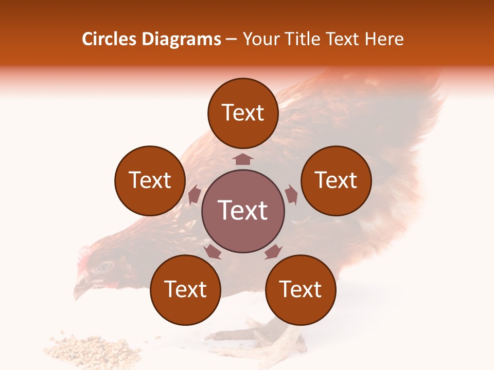 Hen One Isolated PowerPoint Template