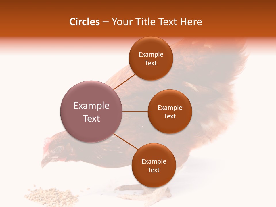 Hen One Isolated PowerPoint Template