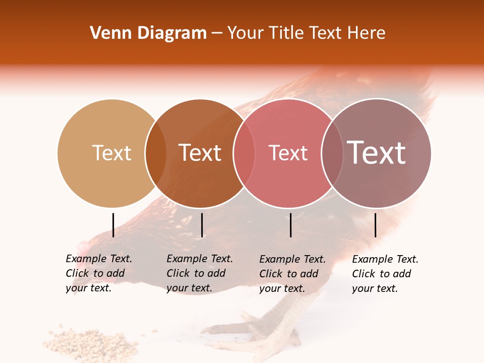 Hen One Isolated PowerPoint Template