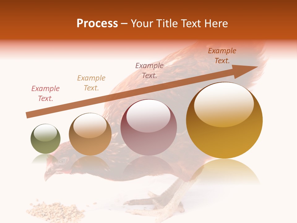 Hen One Isolated PowerPoint Template