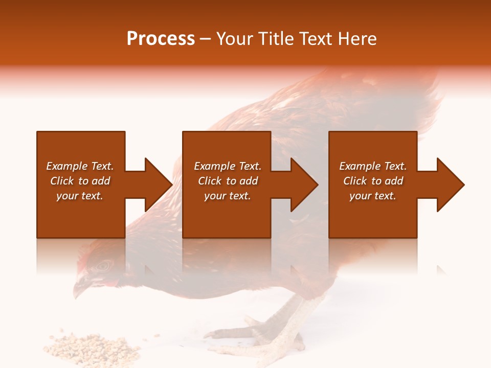 Hen One Isolated PowerPoint Template