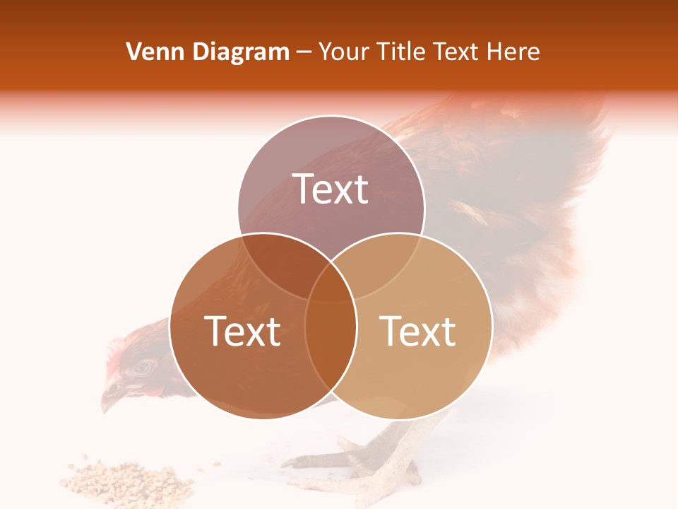Hen One Isolated PowerPoint Template