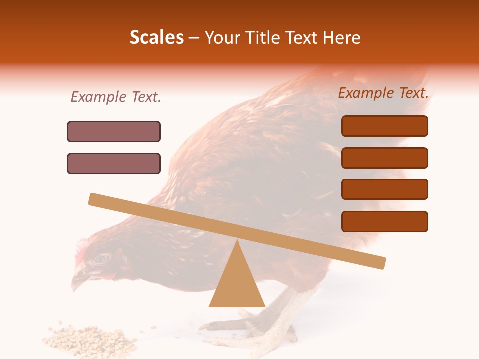 Hen One Isolated PowerPoint Template
