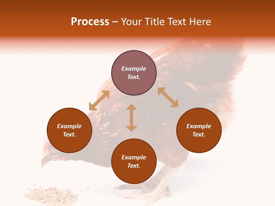 Hen One Isolated PowerPoint Template