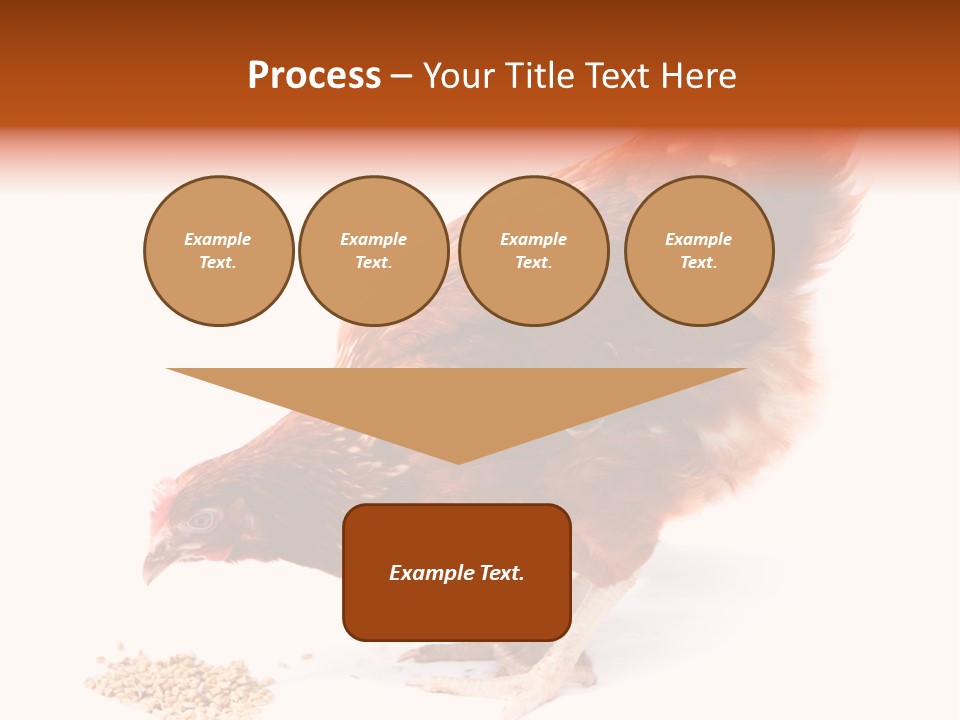 Hen One Isolated PowerPoint Template