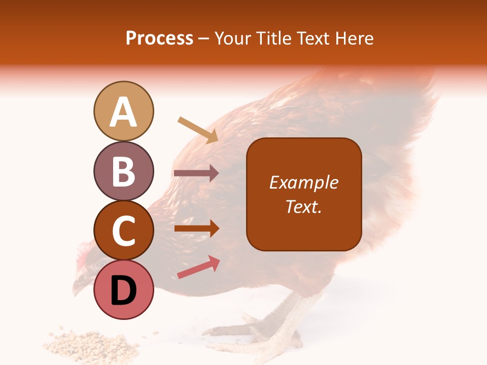 Hen One Isolated PowerPoint Template