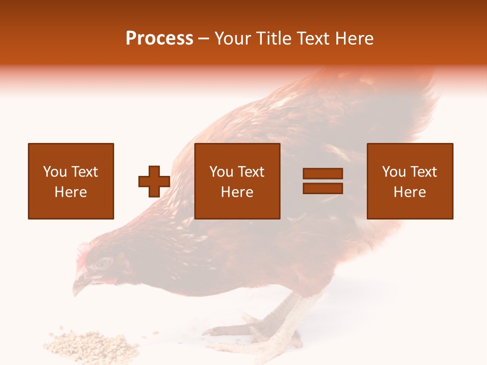 Hen One Isolated PowerPoint Template