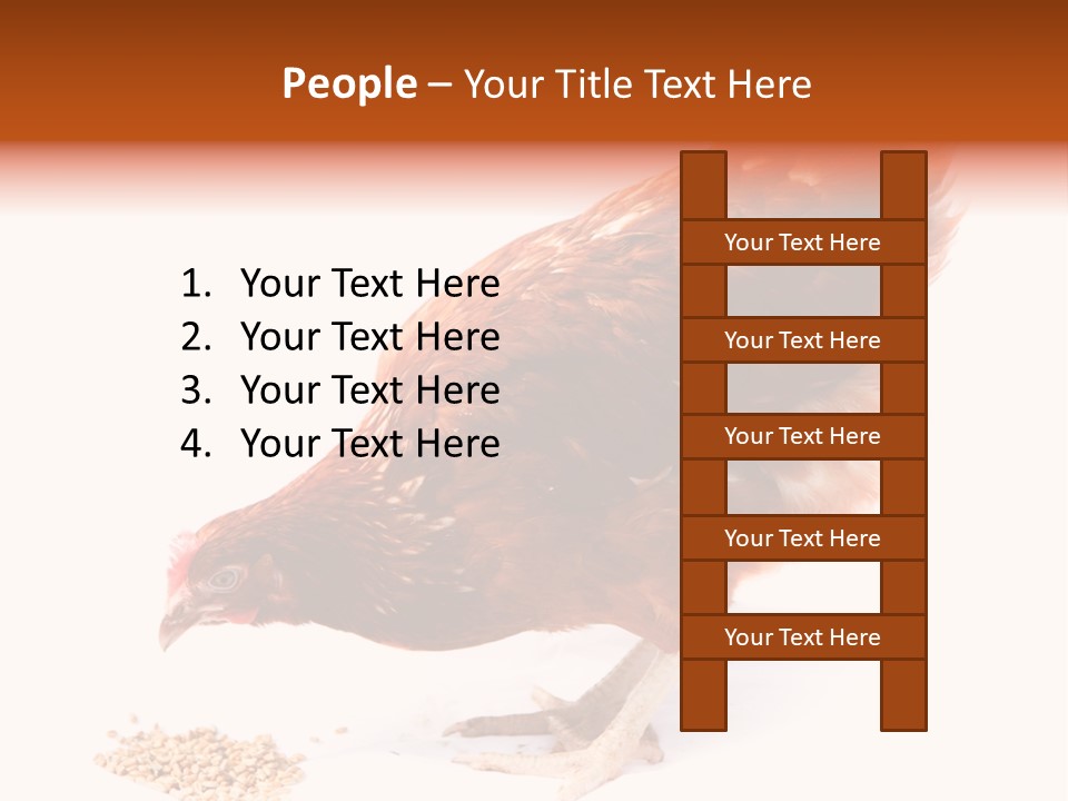 Hen One Isolated PowerPoint Template