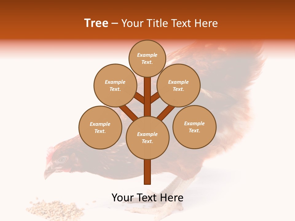 Hen One Isolated PowerPoint Template