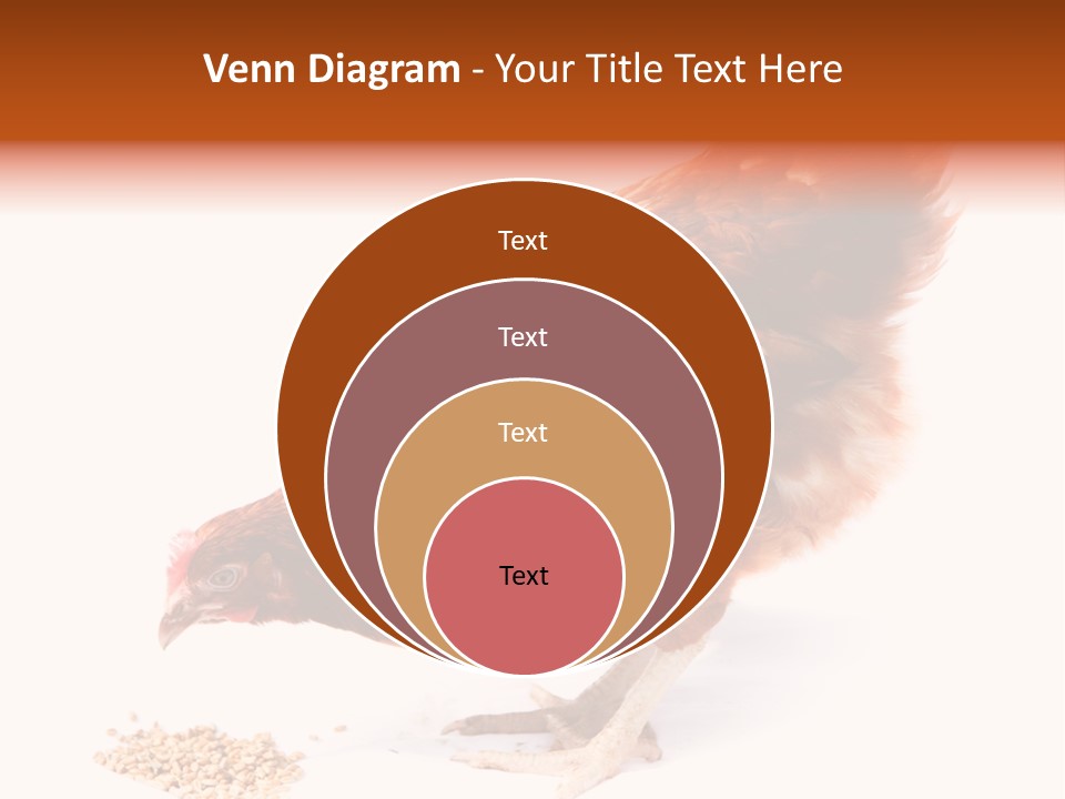 Hen One Isolated PowerPoint Template