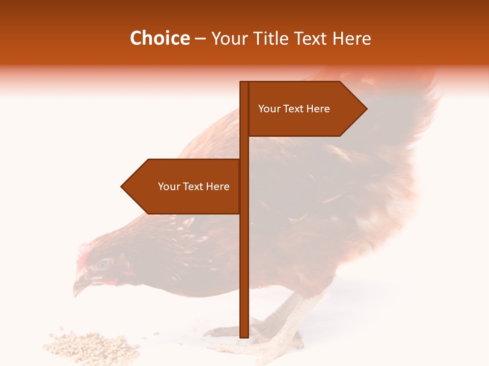 Hen One Isolated PowerPoint Template