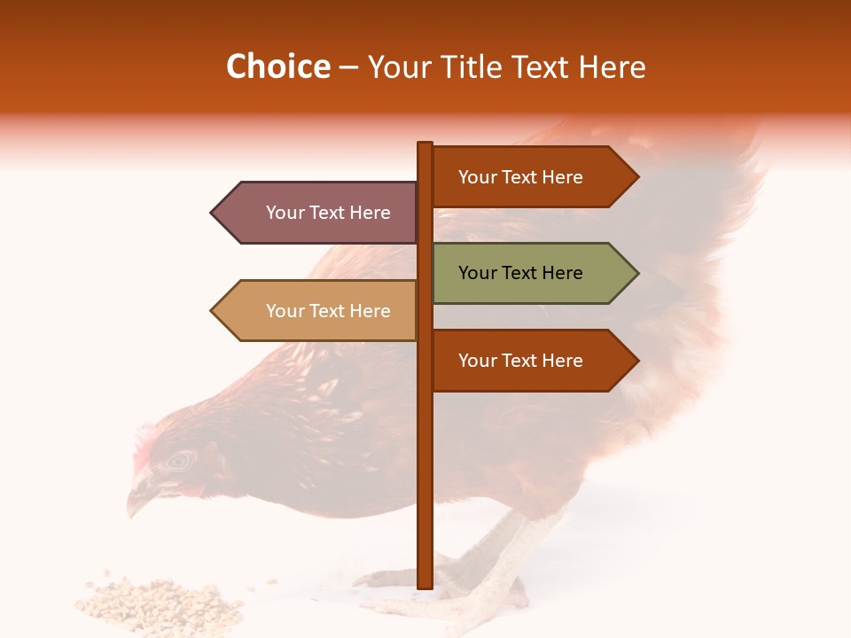 Hen One Isolated PowerPoint Template