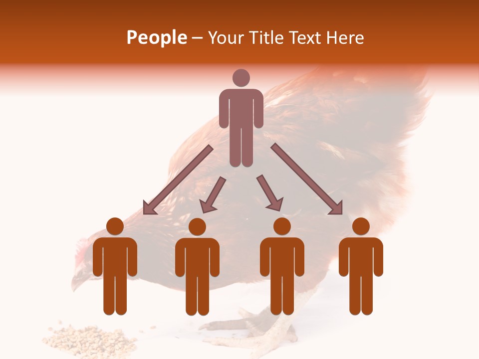 Hen One Isolated PowerPoint Template