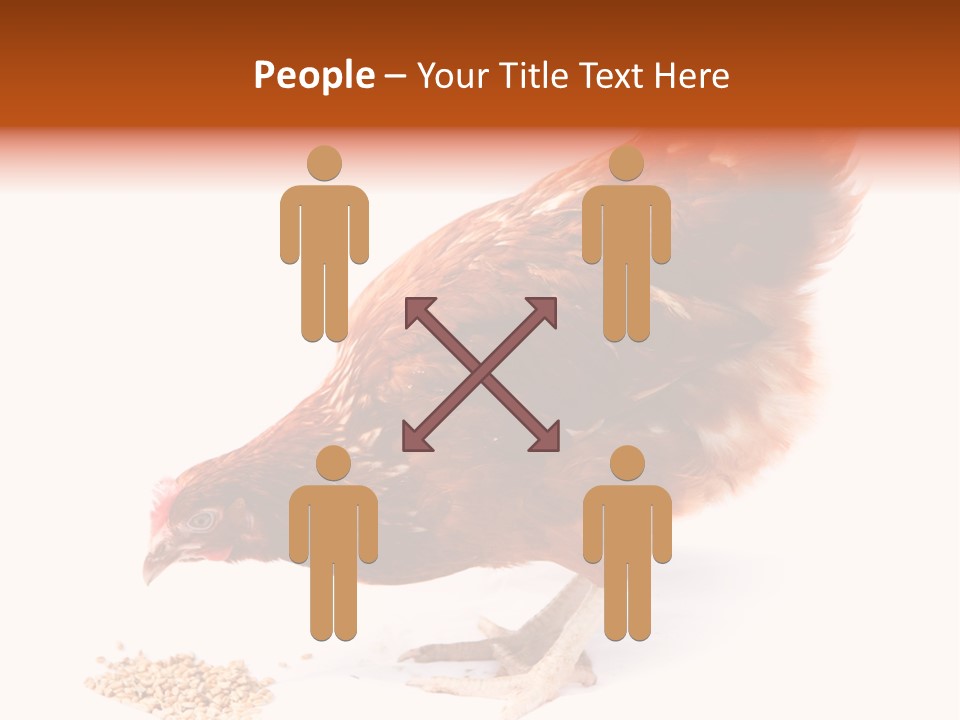 Hen One Isolated PowerPoint Template