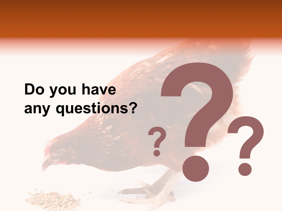 Hen One Isolated PowerPoint Template