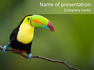 Billed Colorful Panama PowerPoint Template