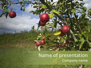 Closeup Horizontal Tree PowerPoint Template