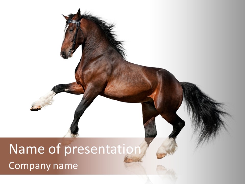 Mane Jumping Clydesdale PowerPoint Template