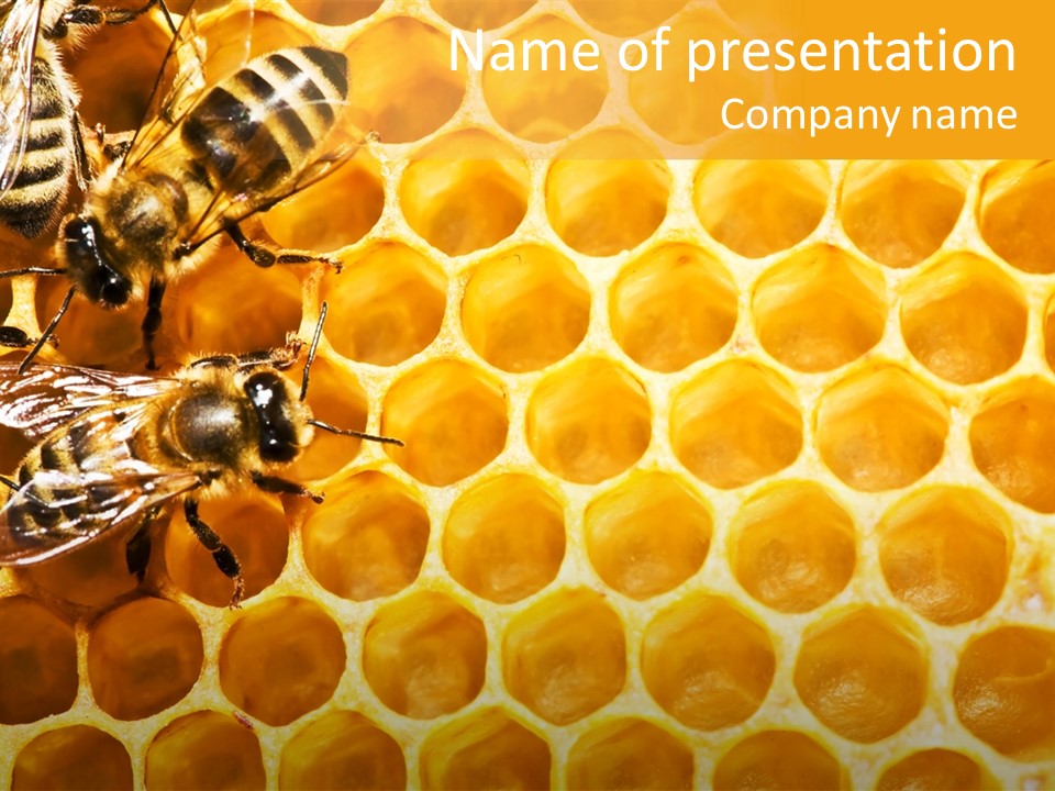 Macro Beehive Working PowerPoint Template
