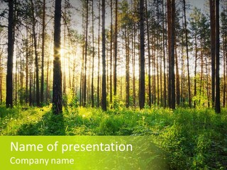 Forest Branch Leaves PowerPoint Template