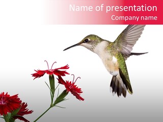 Throated Float Fragrant PowerPoint Template